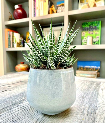 小众送妈妈的花有哪些花