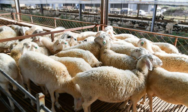 小众送妈妈的花有哪些花