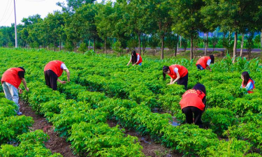 小众送妈妈的花有哪些花