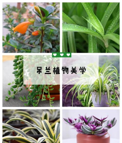 小众送妈妈的花有哪些花