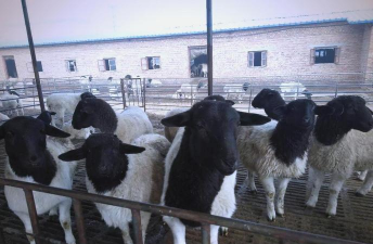 小众送妈妈的花有哪些花