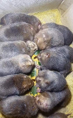 小众送妈妈的花有哪些花