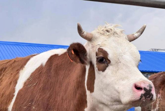 黑龙江适合养什么牛