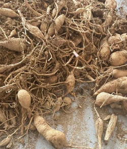 大丽花的根叫什么