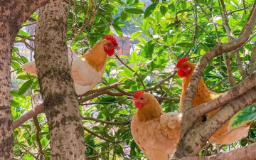 小众送妈妈的花有哪些花