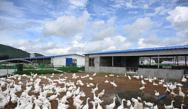 小众送妈妈的花有哪些花