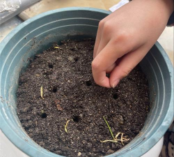 小众送妈妈的花有哪些花