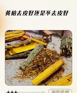 黄柏树皮可以剥几次