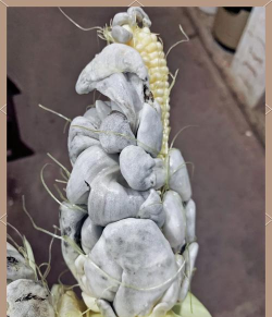 小众送妈妈的花有哪些花