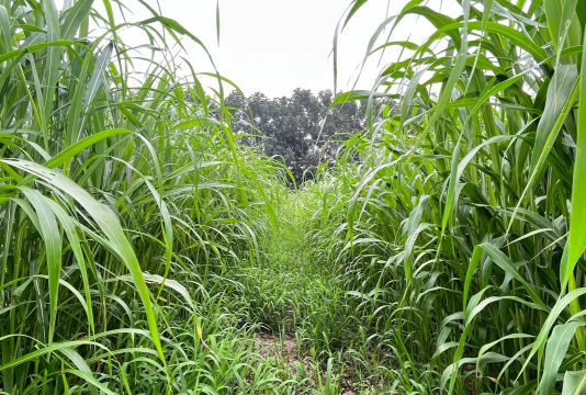 小众送妈妈的花有哪些花