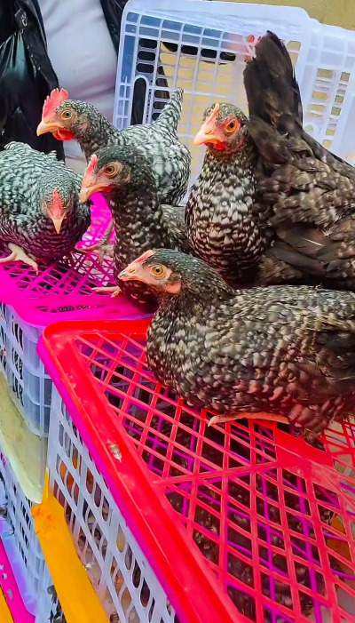 小众送妈妈的花有哪些花