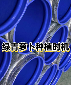 青萝卜什么时候播种