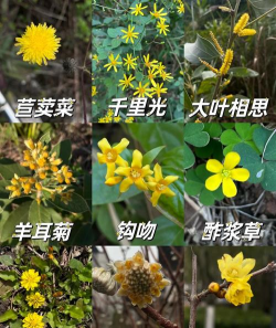 小众送妈妈的花有哪些花