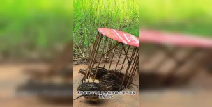 小众送妈妈的花有哪些花