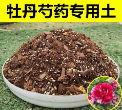 小众送妈妈的花有哪些花