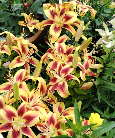 小众送妈妈的花有哪些花