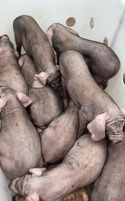 小众送妈妈的花有哪些花