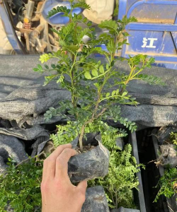 小众送妈妈的花有哪些花