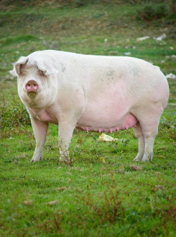 什么品种母猪好