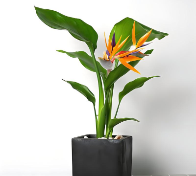 小众送妈妈的花有哪些花