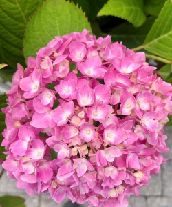 小众送妈妈的花有哪些花