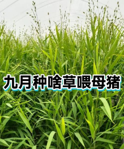 什么样的草喂母猪最好 什么样的草喂母猪最好