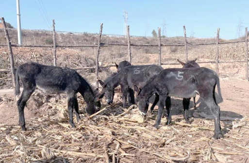 小众送妈妈的花有哪些花