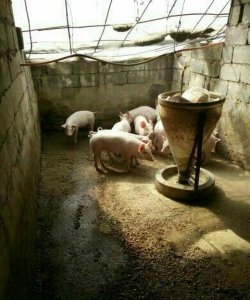 山东便宜仔猪为什么