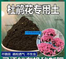 小众送妈妈的花有哪些花