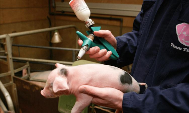 小众送妈妈的花有哪些花