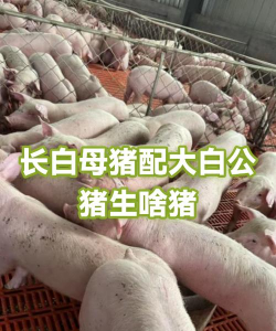 长白母猪配什么公猪