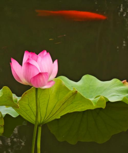 小众送妈妈的花有哪些花