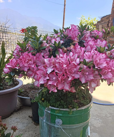 小众送妈妈的花有哪些花