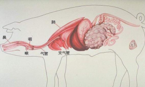 猪呼吸方式有什么