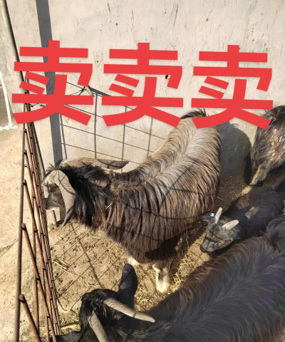 什么地方卖山羊