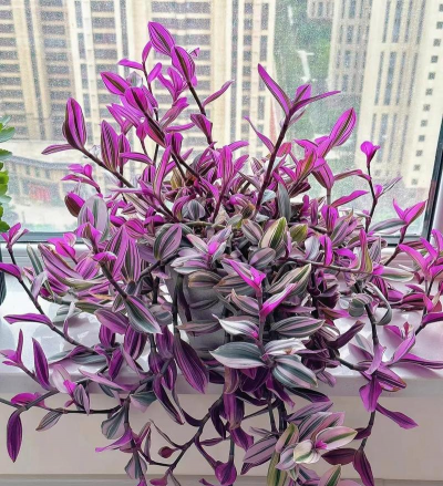 小众送妈妈的花有哪些花