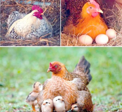 小众送妈妈的花有哪些花