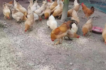 小众送妈妈的花有哪些花