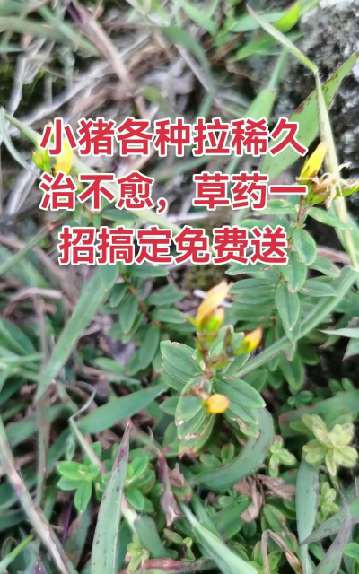 小猪拉稀用什么中草药