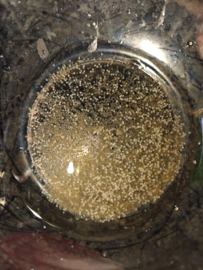 小众送妈妈的花有哪些花