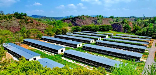 小众送妈妈的花有哪些花