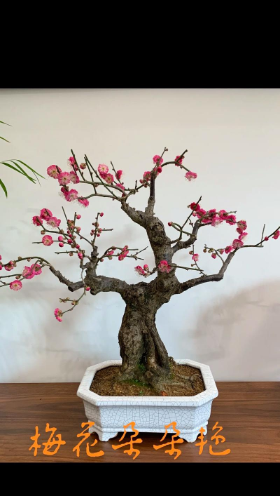 小众送妈妈的花有哪些花