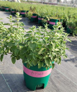 猫薄荷指什么植物