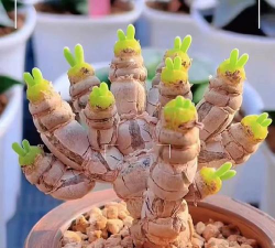 小众送妈妈的花有哪些花