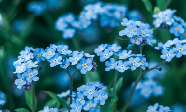 小众送妈妈的花有哪些花