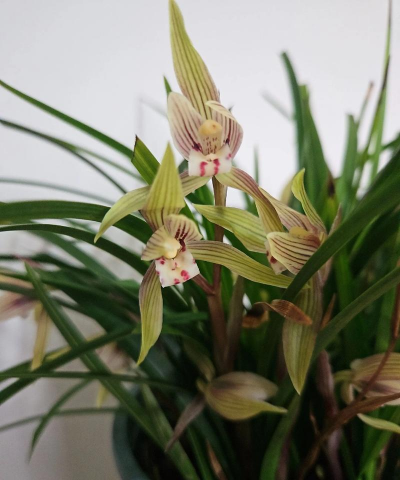 小众送妈妈的花有哪些花