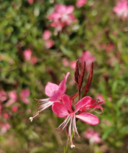 小众送妈妈的花有哪些花