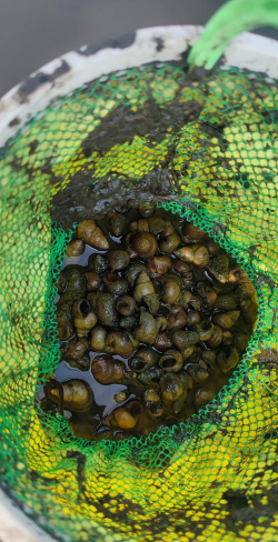 小众送妈妈的花有哪些花