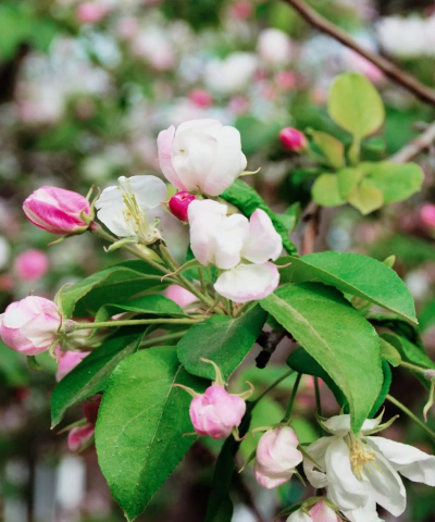 小众送妈妈的花有哪些花