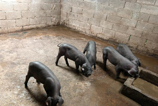 小众送妈妈的花有哪些花